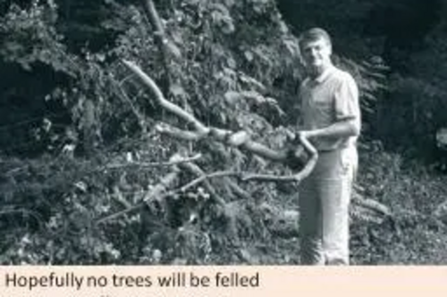 Cllr Hussey and the fallen branches