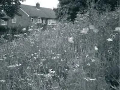 Wild Flowers Mowed Down