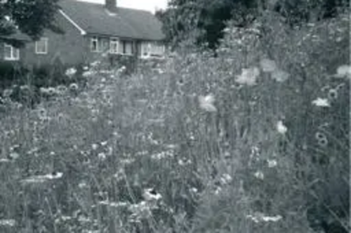 Wild Flowers Mowed Down